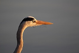 鷺,鳥,自然