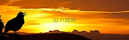 日出,鳥,黑鳥