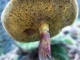 蘑菇,rotfußröhrling,食用