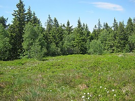 高山草甸,汝拉,山花