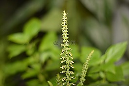 花,性質(zhì),綠