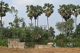 生活,樹,綠色