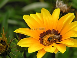 黃花,蜜蜂,授粉