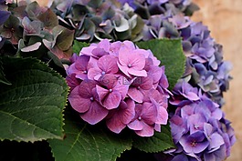 鮮花,繡球花,性質(zhì)