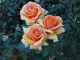 玫瑰,花,花瓣