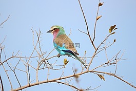 滾子,鳥,攝影