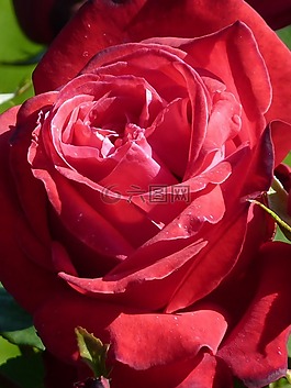 玫瑰,紅色,花