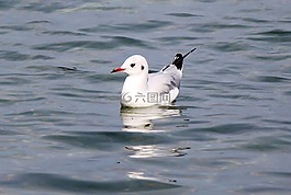 鷗,鳥,羽毛