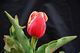 郁金香,花卉,春花