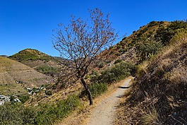 樹,路徑,山