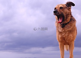 狗,哺乳動物,肖像