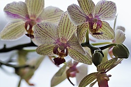 時光,異國情調(diào)的花,花
