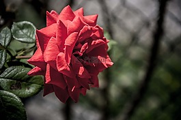 玫瑰,紅色,花