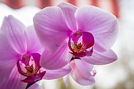 花,蘭花,性質(zhì)