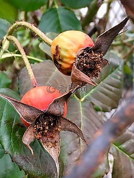 水果,性質(zhì),樹