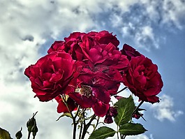 玫瑰,紅色,強(qiáng)