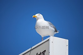 海,自然,鳥