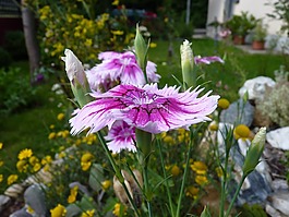 香石竹,開(kāi)花,粉紅色白色