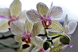 時(shí)光,異國(guó)情調(diào)的花,花