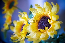向日葵,人工,鮮花
