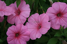 矮牽牛,粉紅色,花