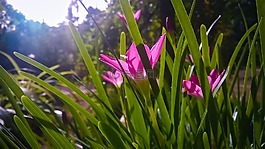 自然,植物區(qū)系,花