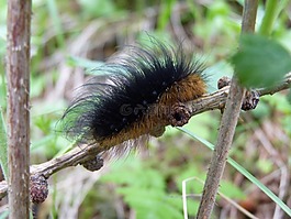卡特彼勒,動(dòng)物,昆蟲