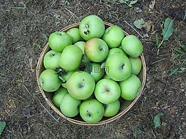 蘋果,收獲,秋