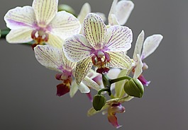 時光,異國情調(diào)的花,花