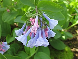 風(fēng)信子,兀蘭,伍茲