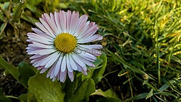 性質(zhì),植物,花卉