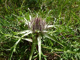 蓟,银蓟,carlina acaulis