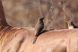 oxpecker,鸟,非洲