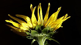 太陽花,黃色,花