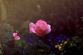 性質(zhì),鮮花,玫瑰