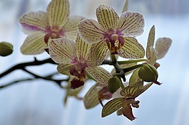 時光,異國情調(diào)的花,花