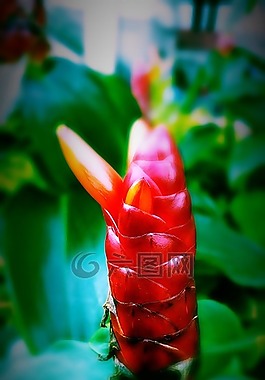 植物,花,自然