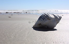 外殼,海灘,太陽