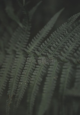蕨類,綠色,廠