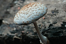 蘑菇,菌類,苔