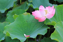 植物,葉子,蓮花