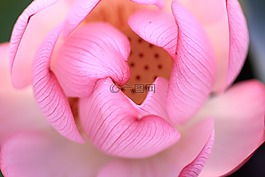 花,大自然,花瓣