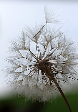 goat's-beard,雜草,種子