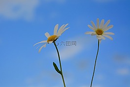 鮮花,雛菊,性質(zhì)