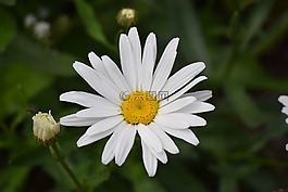 白,雛菊,花