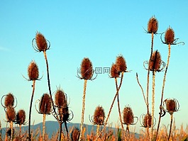 蒺藜,性质,鲜花