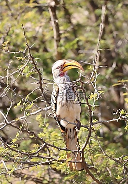 犀鳥,鳥,野生動物