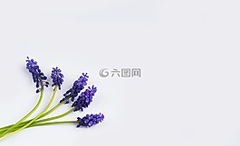葡萄風信子,藍色,春天