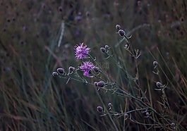 性質(zhì),草,綠黨