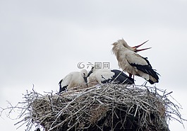 鸛,白鸛,鳥